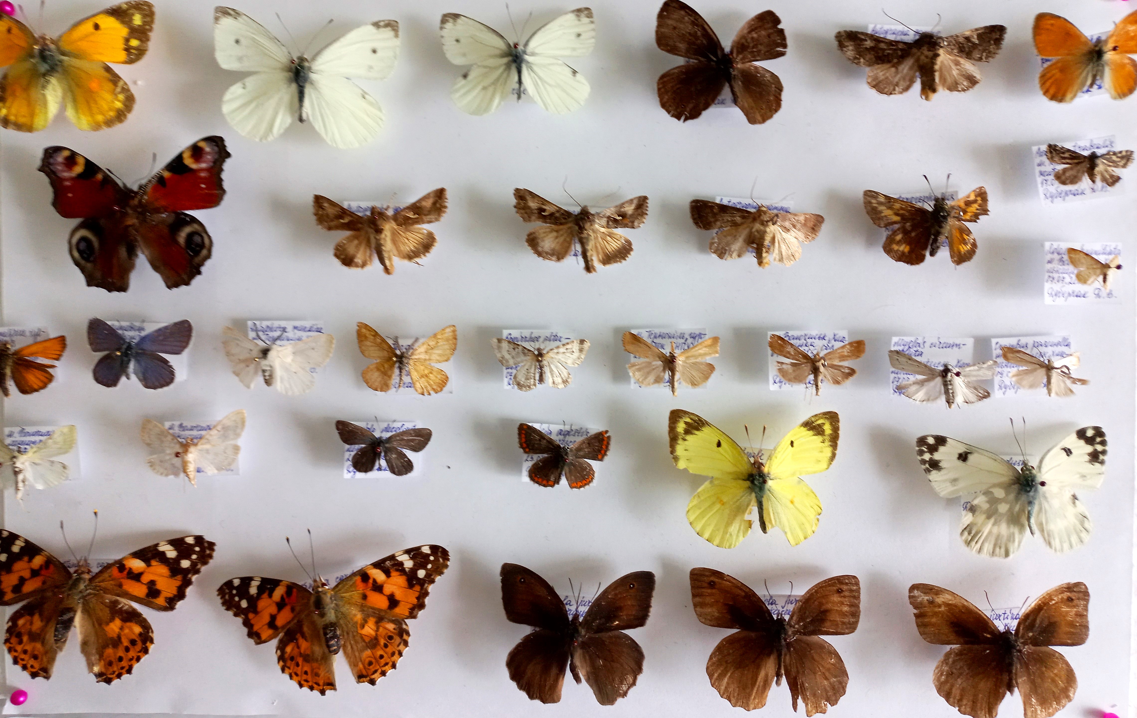 Колекція лускокрилих, зібрана студенткою Дарією Дуберчак (СОБХ-21)